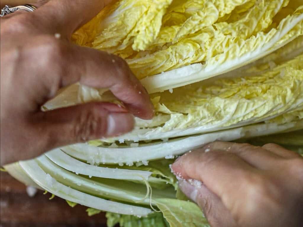 Close-up of hands salting Napa cabbage layers, capturing the preparation for making kimchi. The cabbage leaves are vibrant yellow and white, with visible grains of salt.